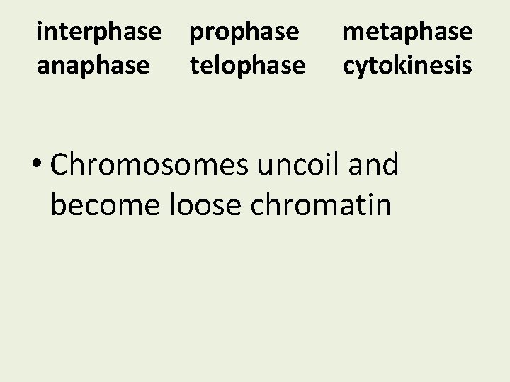 interphase prophase anaphase telophase metaphase cytokinesis • Chromosomes uncoil and become loose chromatin 