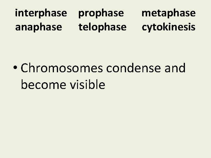 interphase prophase anaphase telophase metaphase cytokinesis • Chromosomes condense and become visible 