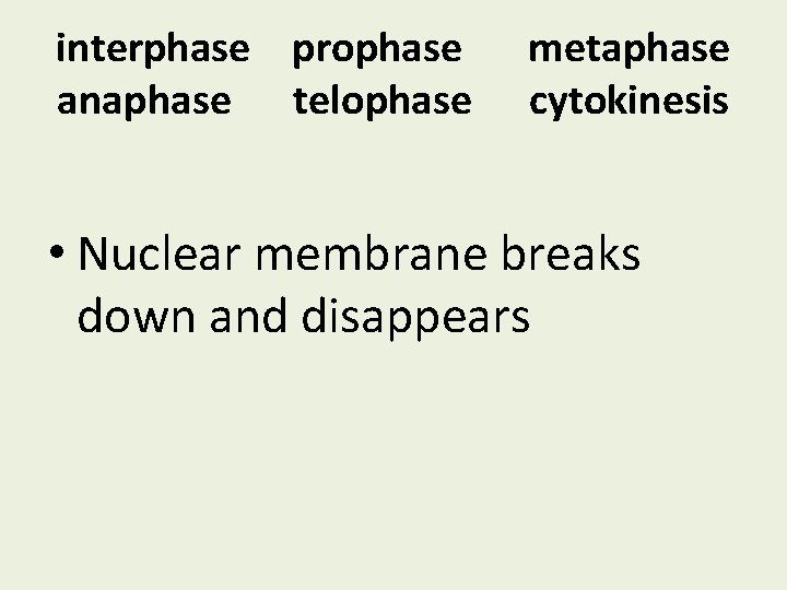 interphase prophase anaphase telophase metaphase cytokinesis • Nuclear membrane breaks down and disappears 