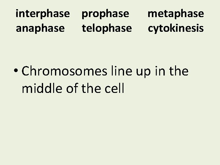 interphase prophase anaphase telophase metaphase cytokinesis • Chromosomes line up in the middle of
