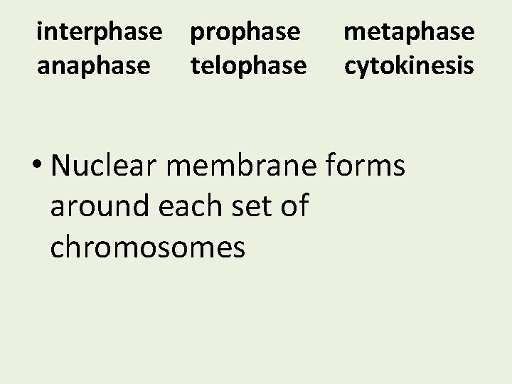 interphase prophase anaphase telophase metaphase cytokinesis • Nuclear membrane forms around each set of