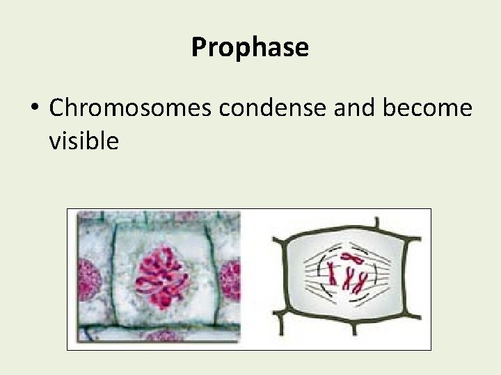 Prophase • Chromosomes condense and become visible 