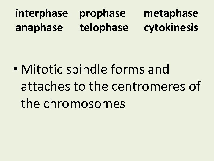 interphase prophase anaphase telophase metaphase cytokinesis • Mitotic spindle forms and attaches to the