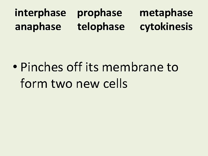 interphase prophase anaphase telophase metaphase cytokinesis • Pinches off its membrane to form two