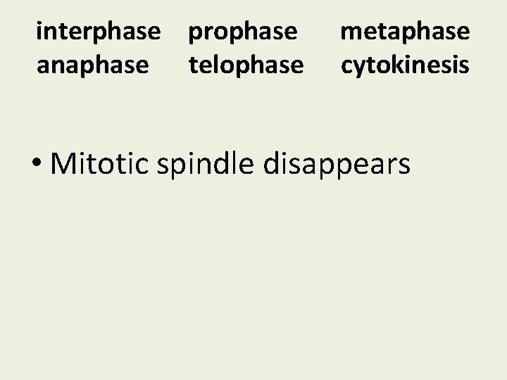 interphase prophase anaphase telophase metaphase cytokinesis • Mitotic spindle disappears 