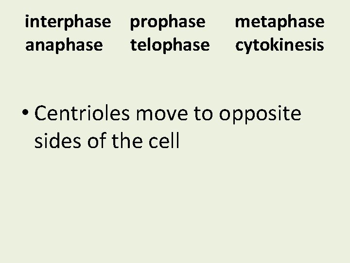 interphase prophase anaphase telophase metaphase cytokinesis • Centrioles move to opposite sides of the