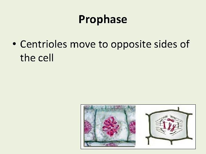 Prophase • Centrioles move to opposite sides of the cell 