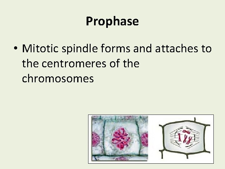 Prophase • Mitotic spindle forms and attaches to the centromeres of the chromosomes 