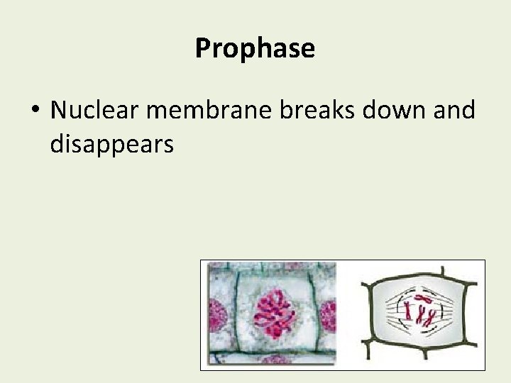 Prophase • Nuclear membrane breaks down and disappears 