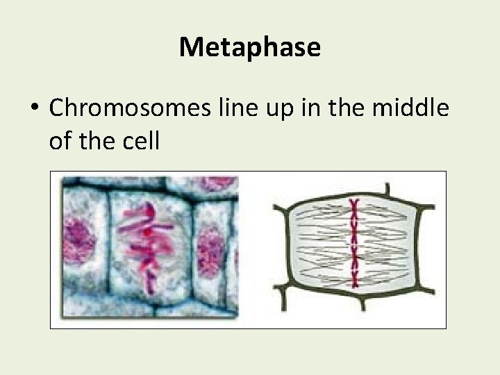 Metaphase • Chromosomes line up in the middle of the cell 