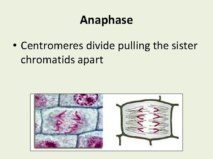 Anaphase • Centromeres divide pulling the sister chromatids apart 