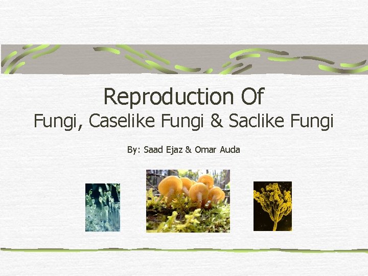 Reproduction Of Fungi, Caselike Fungi & Saclike Fungi By: Saad Ejaz & Omar Auda