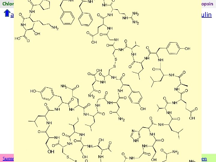 Chlorgas Methan Soda tert-Butylmethylether Adrenalin Folsäure Insulin Rhodopsin anderen Stoff wählen Insulin Übersicht zu