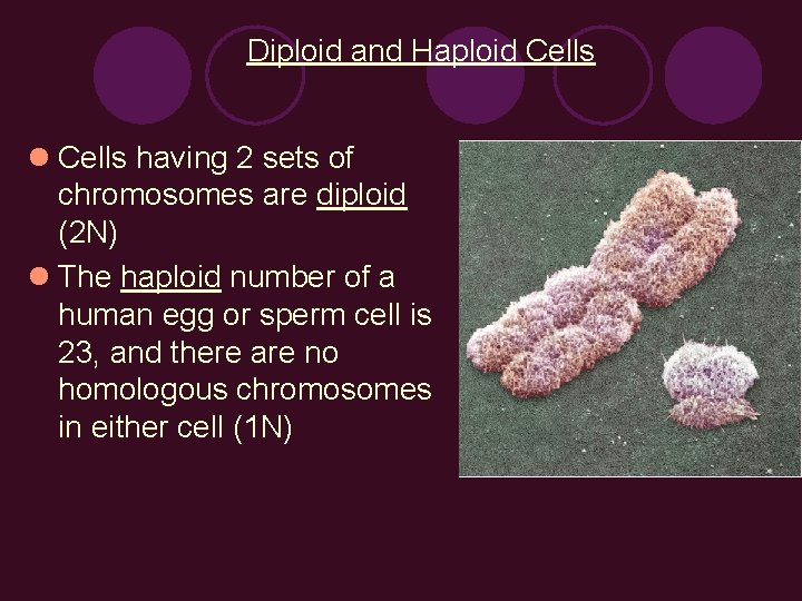 Diploid and Haploid Cells l Cells having 2 sets of chromosomes are diploid (2