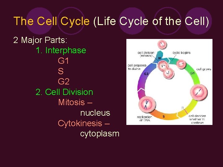 The Cell Cycle (Life Cycle of the Cell) 2 Major Parts: 1. Interphase G
