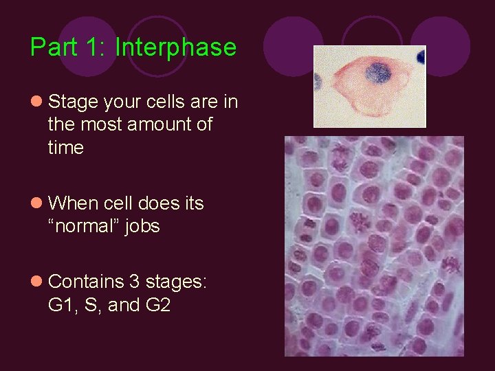 Part 1: Interphase l Stage your cells are in the most amount of time