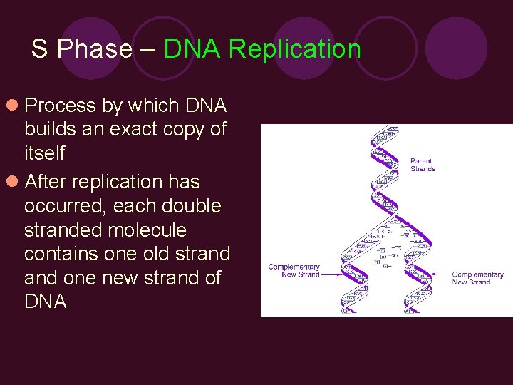 S Phase – DNA Replication l Process by which DNA builds an exact copy