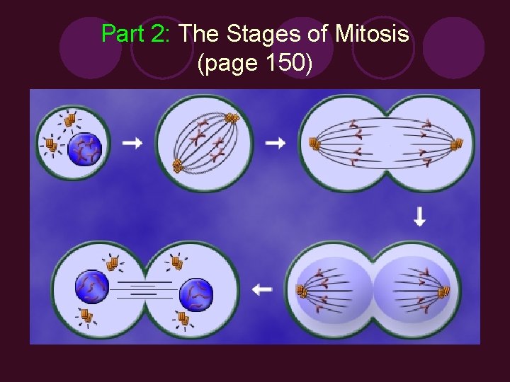 Part 2: The Stages of Mitosis (page 150) 