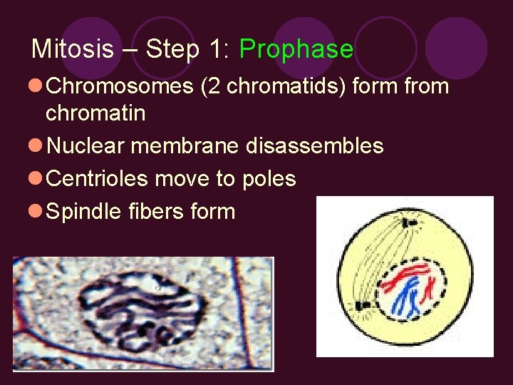 Mitosis – Step 1: Prophase l Chromosomes (2 chromatids) form from chromatin l Nuclear