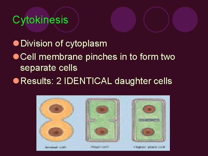 Cytokinesis l Division of cytoplasm l Cell membrane pinches in to form two separate