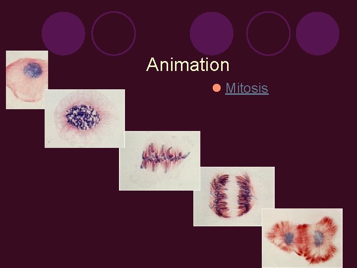 Animation l Mitosis 