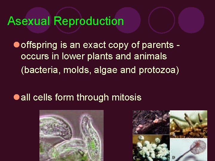 Asexual Reproduction l offspring is an exact copy of parents occurs in lower plants