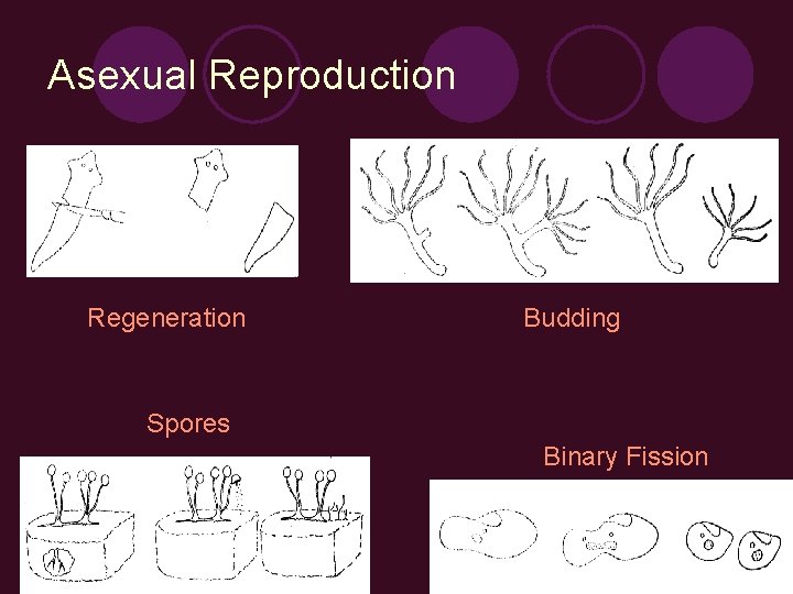 Asexual Reproduction Regeneration Budding Spores Binary Fission 