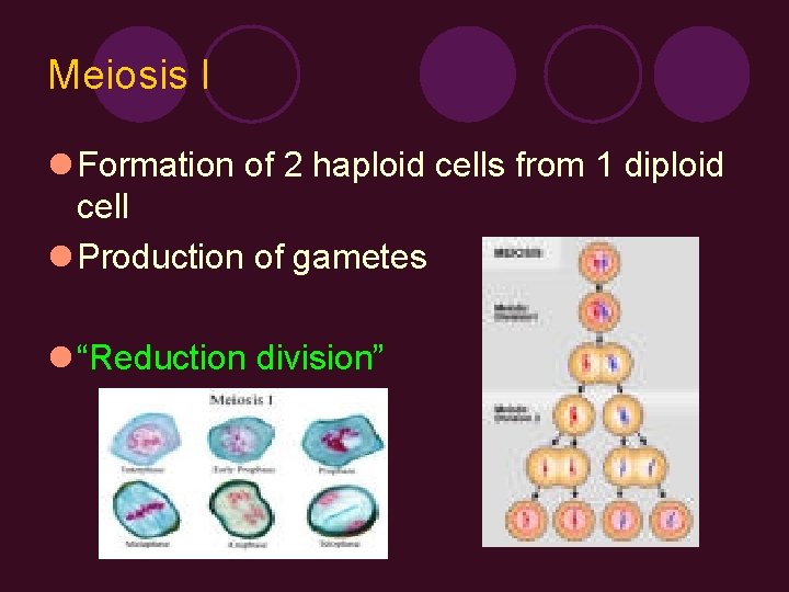 Meiosis I l Formation of 2 haploid cells from 1 diploid cell l Production