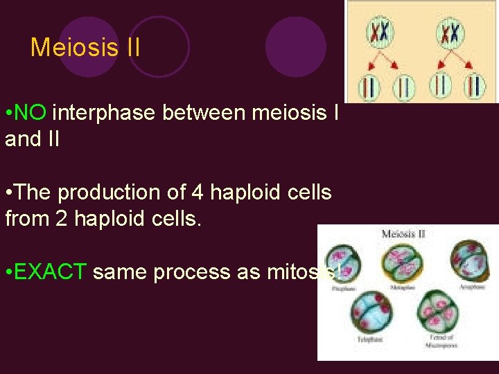 Meiosis II • NO interphase between meiosis I and II • The production of