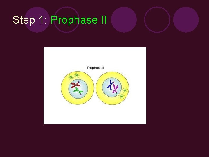 Step 1: Prophase II 