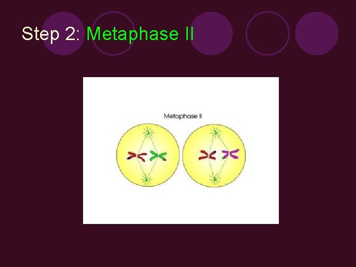 Step 2: Metaphase II 