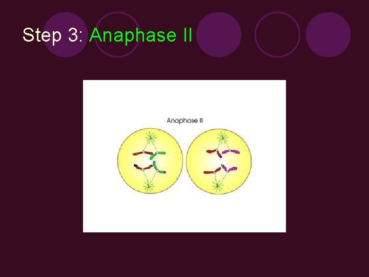 Step 3: Anaphase II 