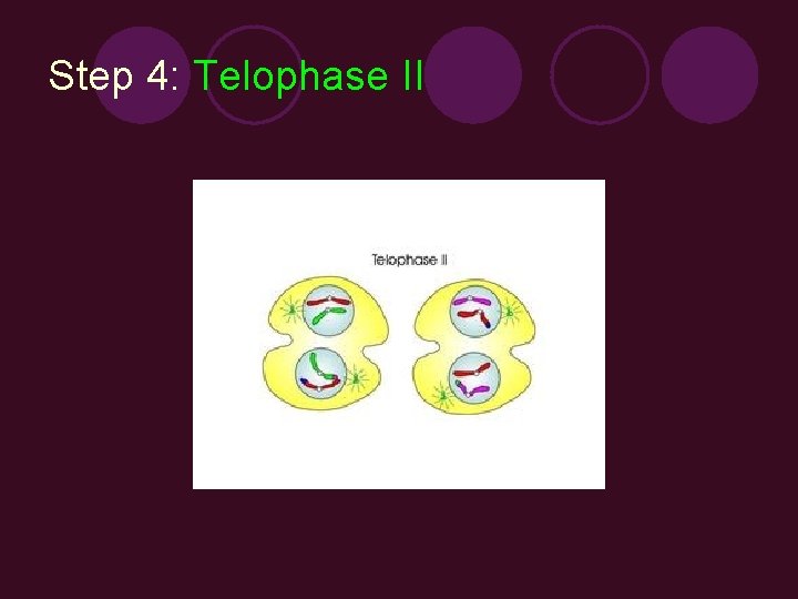 Step 4: Telophase II 