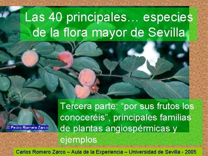 Las 40 principales… especies de la flora mayor de Sevilla Tercera parte: “por sus