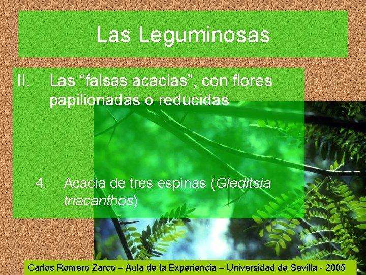 Las Leguminosas II. Las “falsas acacias”, con flores papilionadas o reducidas 4. Acacia de