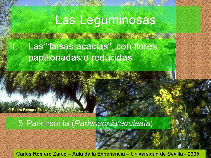 Las Leguminosas II. Las “falsas acacias”, con flores papilionadas o reducidas 5. Parkinsonia (Parkinsonia