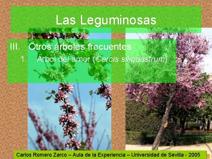 Las Leguminosas III. Otros árboles frecuentes 1. Árbol del amor (Cercis siliquastrum) Carlos Romero