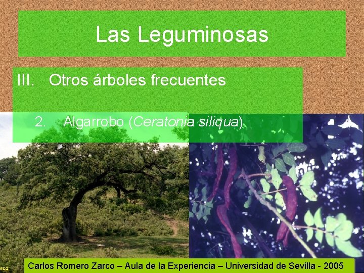 Las Leguminosas III. Otros árboles frecuentes 2. Algarrobo (Ceratonia siliqua) Carlos Romero Zarco –