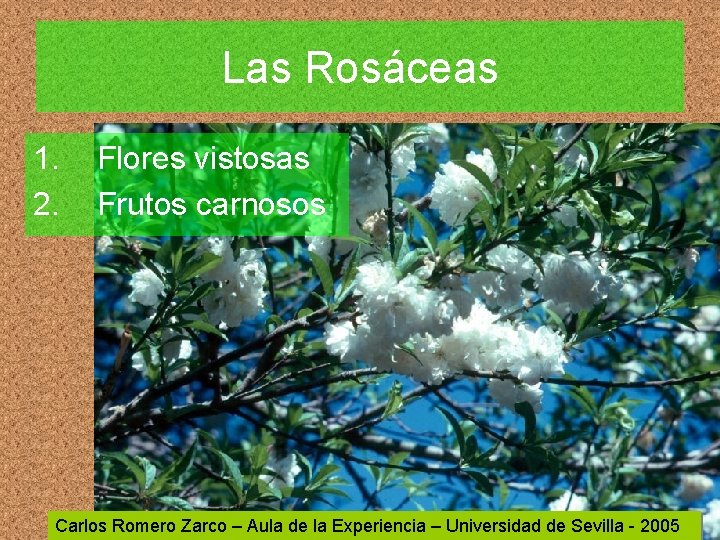 Las Rosáceas 1. 2. Flores vistosas Frutos carnosos Carlos Romero Zarco – Aula de
