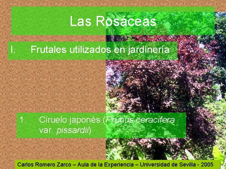 Las Rosáceas I. Frutales utilizados en jardinería 1. Ciruelo japonés (Prunus ceracifera var. pissardii)
