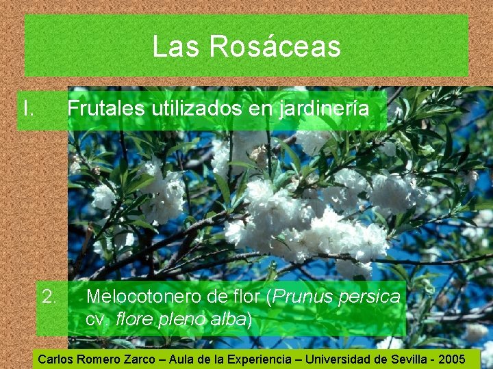 Las Rosáceas I. Frutales utilizados en jardinería 2. Melocotonero de flor (Prunus persica cv.
