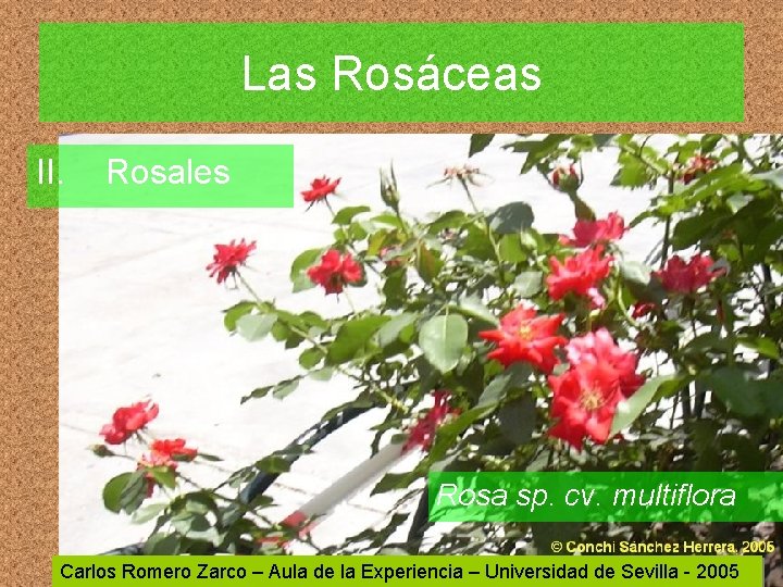 Las Rosáceas II. Rosales Rosa sp. cv. multiflora Carlos Romero Zarco – Aula de