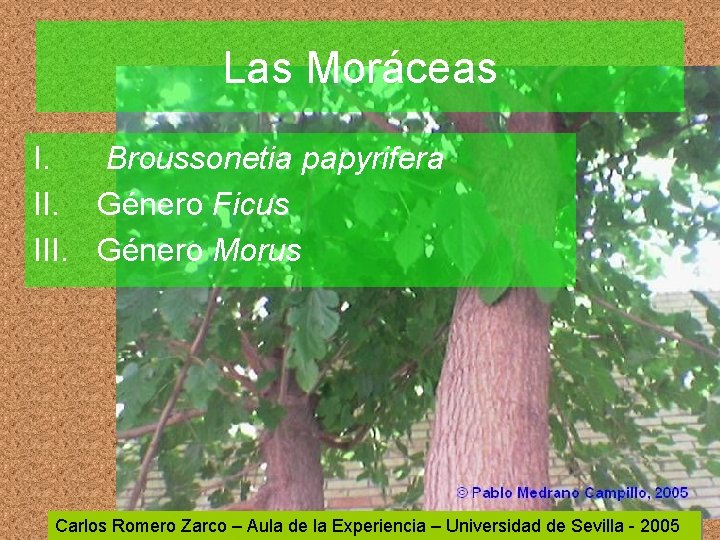 Las Moráceas I. Broussonetia papyrifera II. Género Ficus III. Género Morus Carlos Romero Zarco