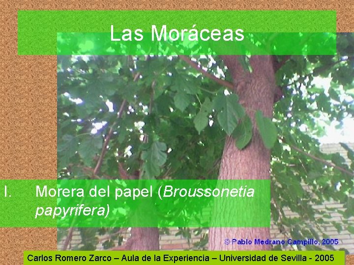 Las Moráceas I. Morera del papel (Broussonetia papyrifera) Carlos Romero Zarco – Aula de