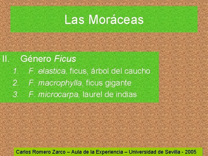 Las Moráceas II. Género Ficus 1. 2. 3. F. elastica, ficus, árbol del caucho