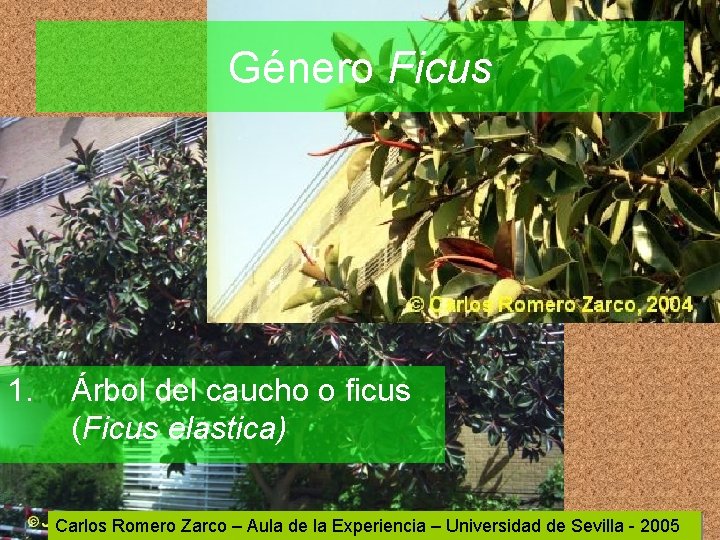 Género Ficus 1. Árbol del caucho o ficus (Ficus elastica) Carlos Romero Zarco –
