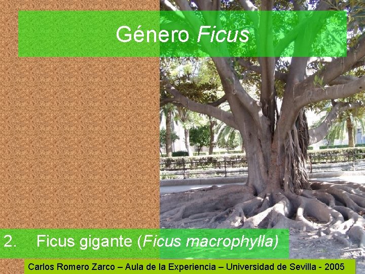 Género Ficus 2. Ficus gigante (Ficus macrophylla) Carlos Romero Zarco – Aula de la