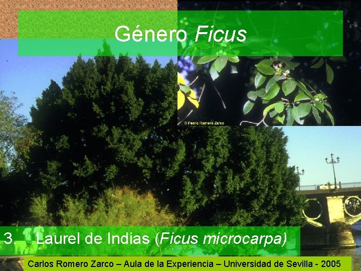 Género Ficus 3. Laurel de Indias (Ficus microcarpa) Carlos Romero Zarco – Aula de