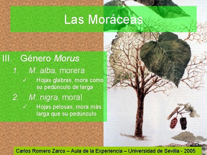 Las Moráceas III. Género Morus 1. M. alba, morera ü 2. Hojas glabras, mora