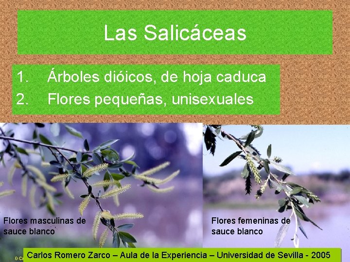 Las Salicáceas 1. 2. Árboles dióicos, de hoja caduca Flores pequeñas, unisexuales Flores masculinas